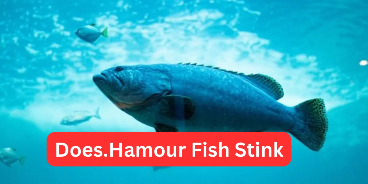 Does.Hamour Fish Stink